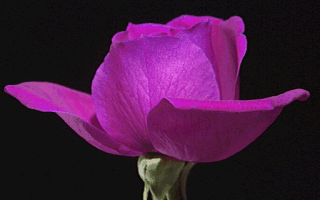 picture of an amethyst rose